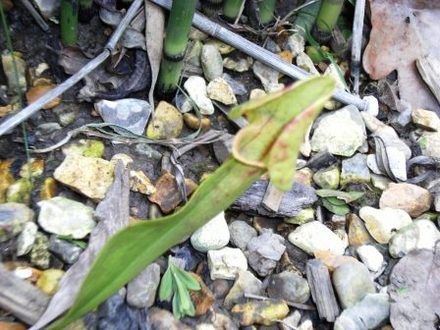 Sarracenia (Sarracenia)