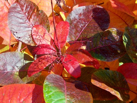 'Smoke bush'  autumn shades of colour