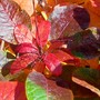 100_3992_ed__smoke_bush_