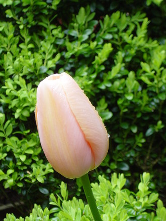 Tulip 'Menton' May 2008