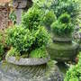 Garden__views_may_4th_2008_016