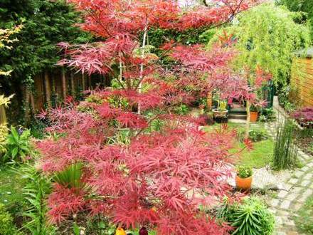 Acer Bloodgood (Acer palmatum (Japanese maple) 'Bloodgood')