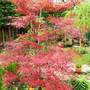 Acer Bloodgood (Acer palmatum (Japanese maple) 'Bloodgood')