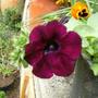 Sat_3_may_041