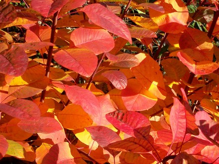 'Smoke bush'  autumn colour