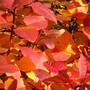 100_3987_ed__smoke_bush_