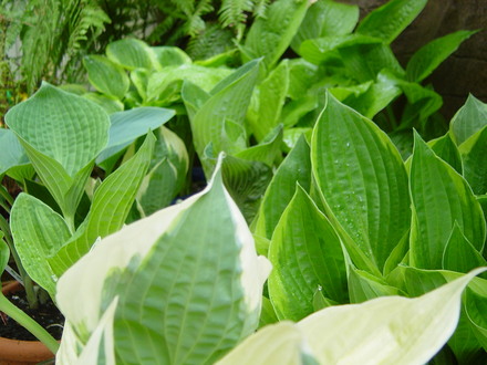 Hostas in the woodland area.May 2008.