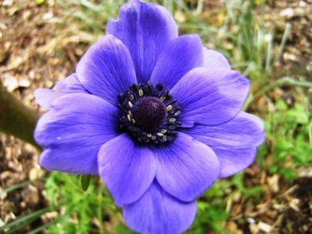 Anenome (Anemone de caen)