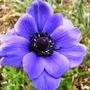Anenome (Anemone de caen)