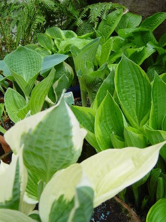 Hostas in the woodland area.May 2008.