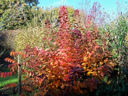 'Smoke bush' in our garden