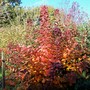 100_3985_ed__smoke_bush_