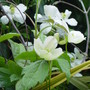 Clematis 'Miss Christine' May 2008
