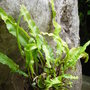 Harts tongue fern growing from one of the tree stumps in the stumpery. May 2008. (Asplenium scolopendrium (Hart's tongue fern))