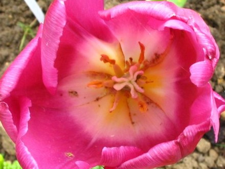 Tulip