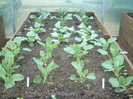 brassicas