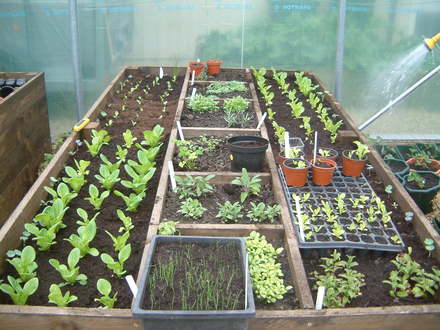 herb bed