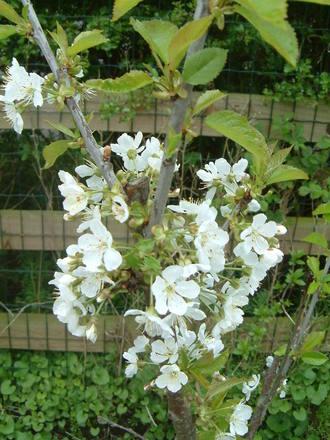 cherry blossom