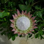 Dscn0712