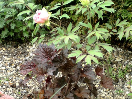 Peony tree with dark leaved Heuchera in foreground. (Paeonia suffruticosa (Moutan))