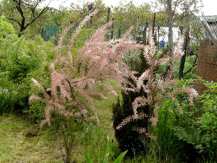 Tamarisk shrubs. (Tamarix tetranda)