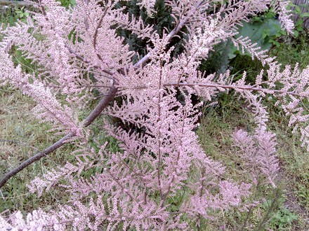 Closer view of Tamarisk. (Tamarix tetranda)
