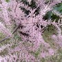 Tamarix tetranda
