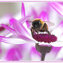 Bee1