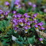 Calypso_orchid_001