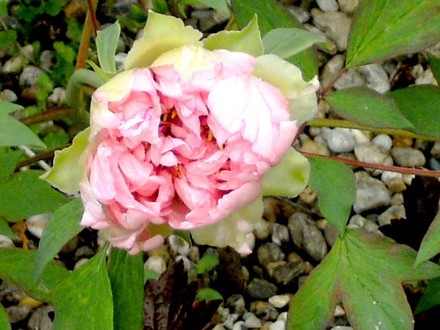 Close up of pink peony just opening. (Paeonia suffruticosa (Moutan))