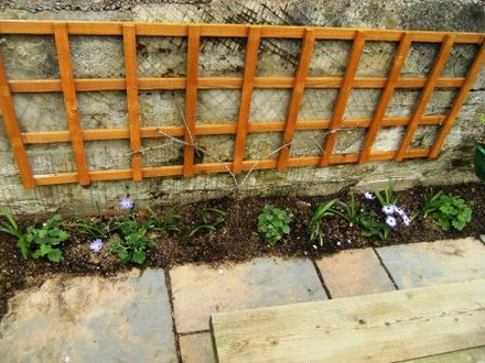 Trellis with Black Grape.