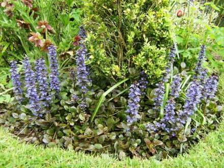 Ajuga (Ajuga reptans 'Atropurpurea)