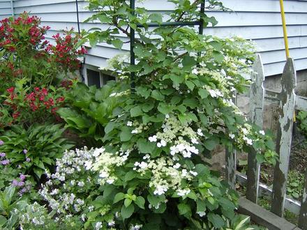 Climbing Hydrangea - Flowers