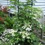Hyd_2