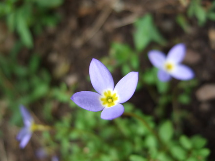 Houstonia michauxii (Houstonia michauxii)