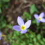 Houstonia_michauxii
