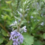 Veronica_prostrata