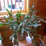 Easter_cactus