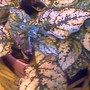 Polka_dot_plant_close