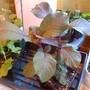 Fuschia_gartenmiester