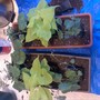 couple window baskets