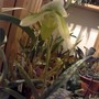 Lady_slipper_opening