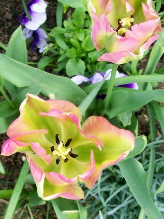 4_5_3.jpg (Tulipa)