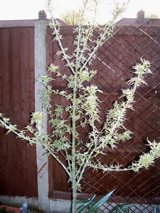 3_5_11.jpg (Acer negundo 'varigata')