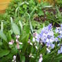 2nd_clump_of_blue_and_pinkbells