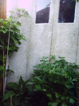 peony_lots_of_buds.jpg