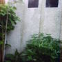 Peony_lots_of_buds