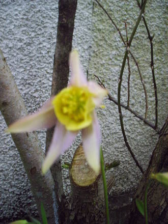 aquilegia.jpg