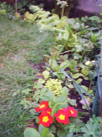primroses_still_in_flower_5th_may.jpg