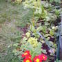 Primroses_still_in_flower_5th_may